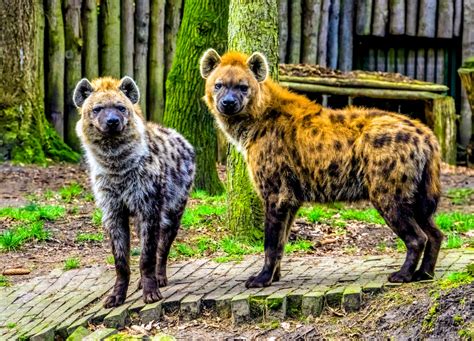 Sex roles among animals are driven by gender ratios - Earth.com