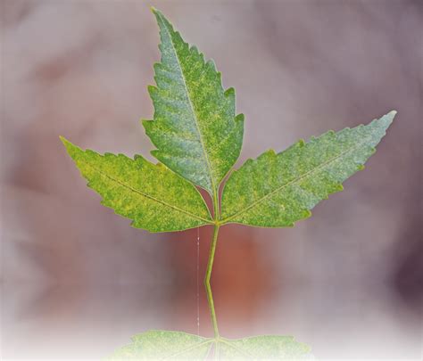 what does neem oil do