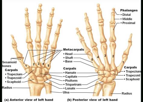 de Anatomy Of The Wrist Bones abr it is prevented from articulating ...