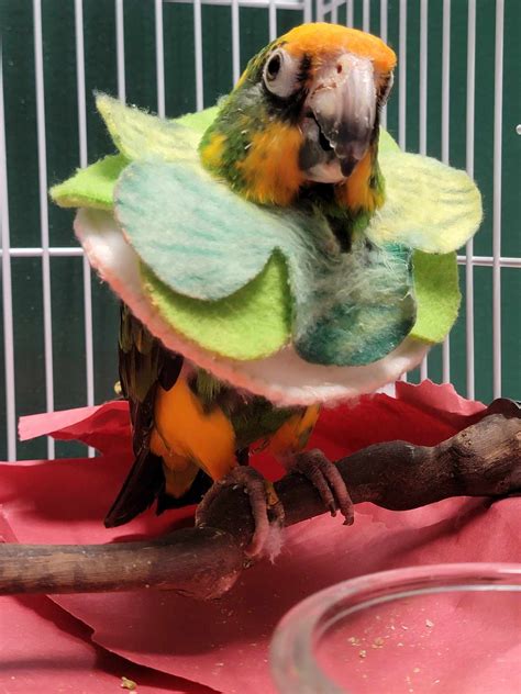 Directions to Village Vet in Winchmore Hill by Bus or Train 10