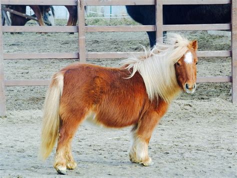VIDEO: Miniature Horse From San Diego Ranch Becomes Viral Sensation
