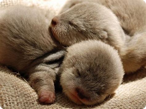 Baby otters, sleeping. I died from cuteness. | Baby animals pictures ...