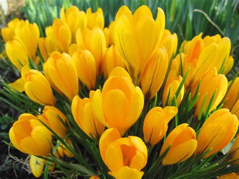 Yellow Crocuses wallpaper | 1024x768 | #23753