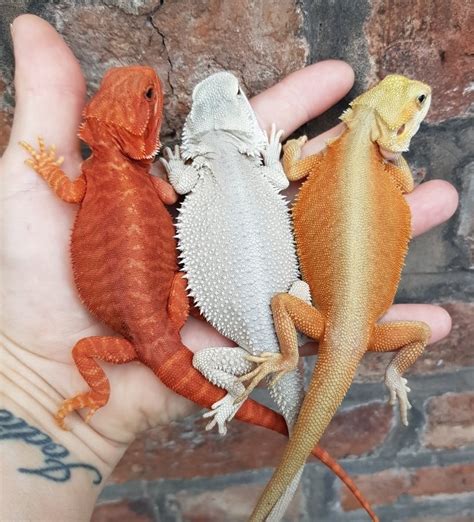 Bearded Dragon Morphs