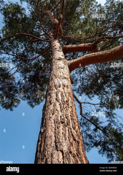 trunk   pine tree   park stock photo alamy