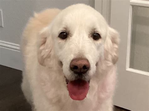 Available Dogs - GRRNT
