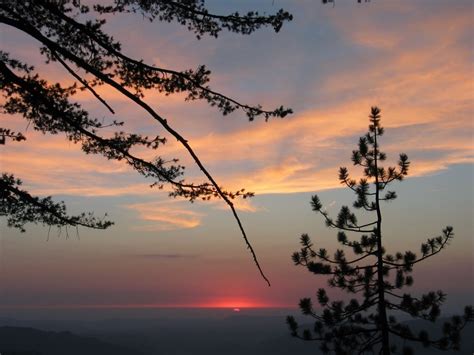 Free picture: sunset, pine, trees, clouds