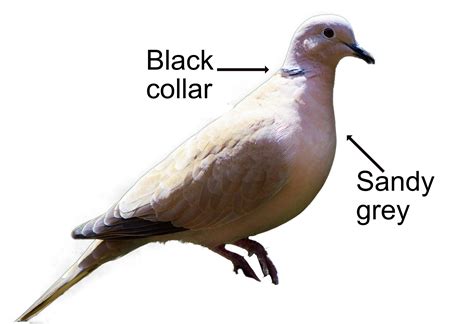 Collared Dove – Saltlane