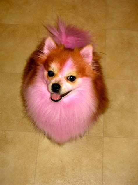 Pink Pomeranian Puppies