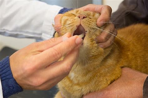 Narrowing of the Esophagus in Cats - Symptoms, Causes, Diagnosis ...