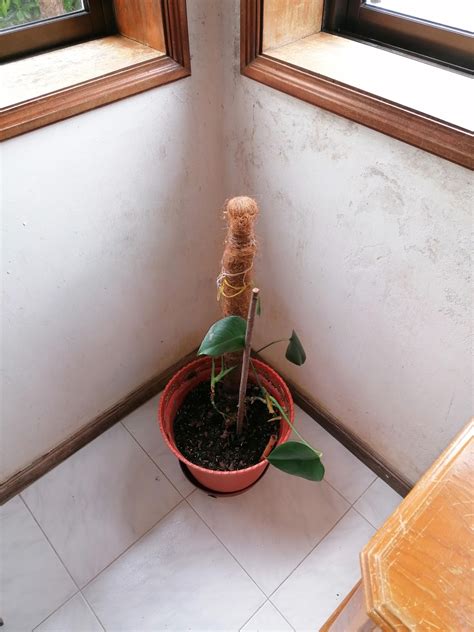 Massive change (1 year apart) : r/houseplants