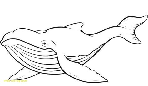 Bowhead Whale Drawing at GetDrawings | Free download