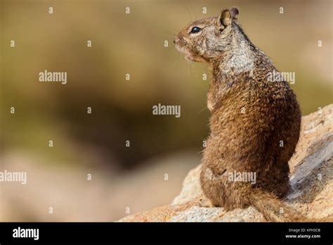 Ground squirrel (Otospermophilus beecheyi) at its natural habitat in