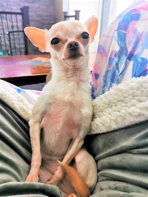 I am so very grateful to have this 3 lb bundle of pure joy in my life. Timbit, you are