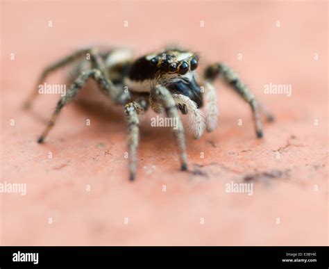 Zebra jumping spider Stock Photo - Alamy