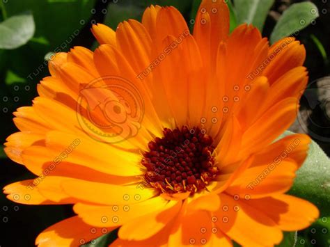 Stock JPEG flower color automn