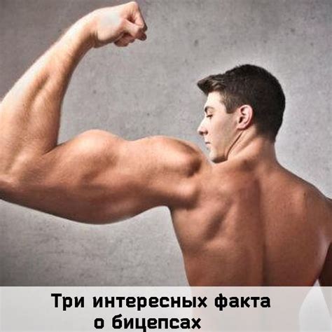 Три интересных факта о бицепсах