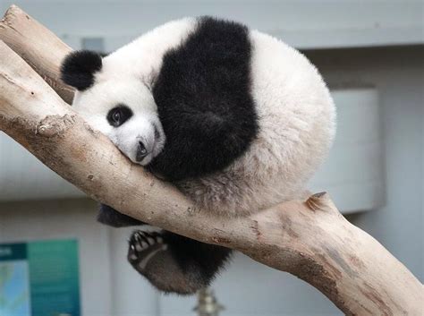 Berita dan Informasi Bayi panda Terkini dan Terbaru Hari ini - detikcom