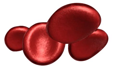 RBCs - Medical Illustrations & Animations by Laura Maaske Medical ...