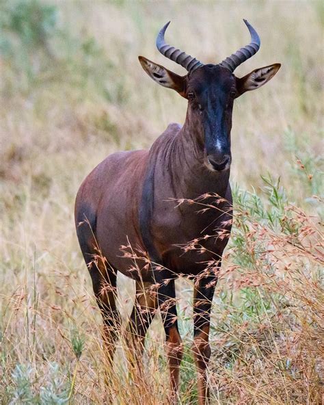 east african wildlife       safari artofit