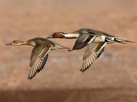 Pintail Flying