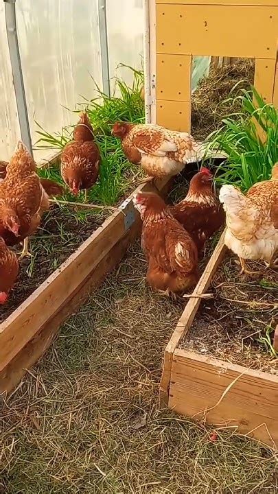 Куры в теплице ! - YouTube