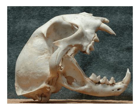 Animal Skull Anatomy (Side) Quiz