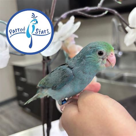 pacific parrotlet  sale  illinois  avian exchange