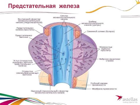 Симптомы нижних мочевых путей у мужчин. Доброкачественная гиерплазия ...