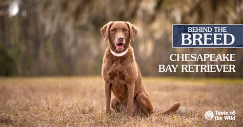 Are Chesapeake Bay Retriever The Most Intelligent Dogs