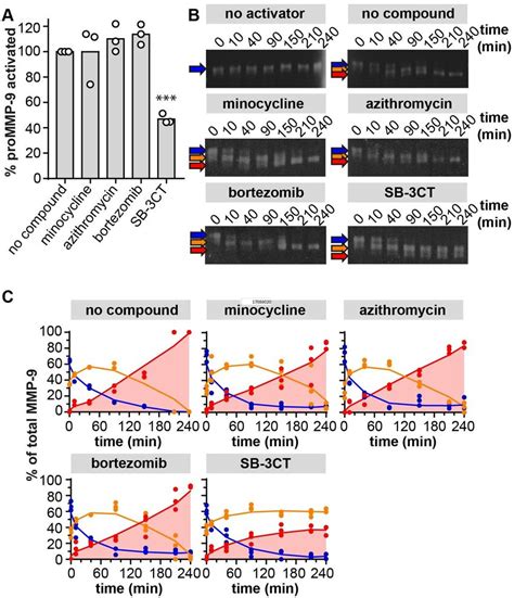 inhibition  prommp  activation  mmp    influence