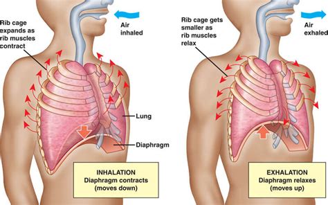 Breathing, are you doing it correctly? Advice and tips from our Chiropractors