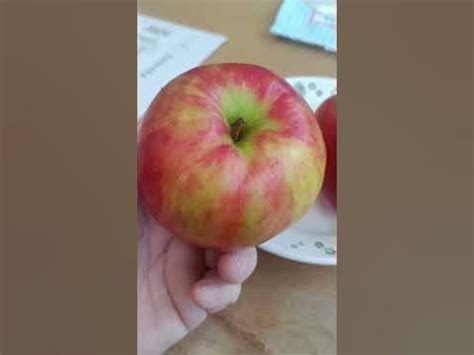 🍎СОРТ ХАНИКРИСП🌳 - YouTube
