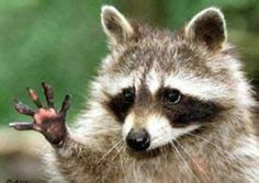 Animals Waving Goodbye on Pinterest