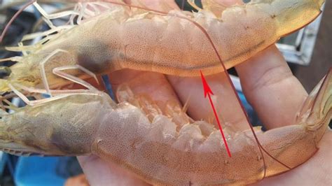 tom   bo phan  nham de ruoc benh  biet va  phan tren