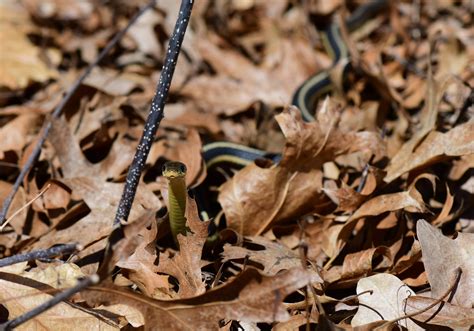 Birding and Wildlife Viewing — Friends of the Mead/McMillan Wildlife Areas