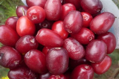 Leacuri si credinte: cornul si fructele de coarne