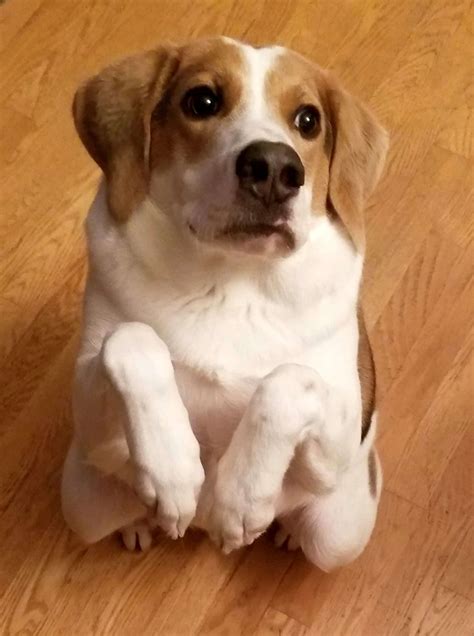 “Limitless Love: A Short-Spined, Neckless Dog’s Heartwarming Journey to