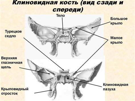 Перелом костей средней зоны лица по Ле Фор III - презентация онлайн