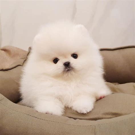 Teacup Pomeranian puppies for sale $500/Pomeranian for sale 500