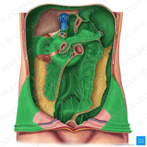 Peritônio Parietal E Visceral - Peritônio e Cavidade Peritoneal - Anatomia e Função | Kenhub