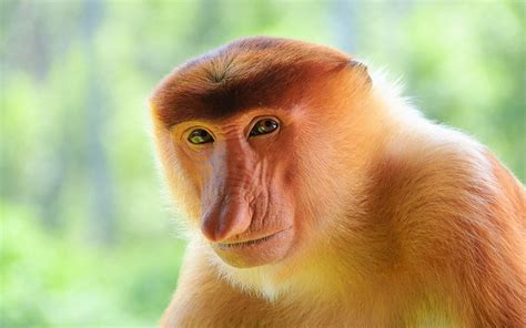 Mitos Bekantan, Monyet ‘Hidung Mancung’ Kalimantan yang Disebut Sebagai ...
