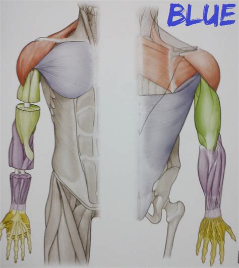 Level 37 - 6.6 Upper Limb Muscles Overview - Anatomy of the Extremities ...