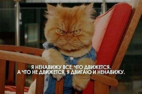 Возбудитель настроения в прикольных картинках (53 шт)