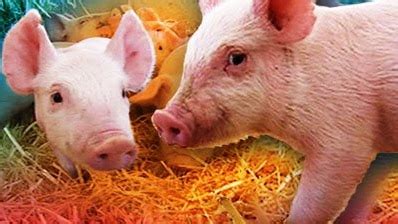 intensive farming   news