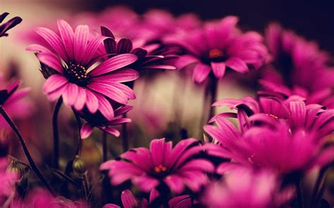 pink flower desktop wallpapers wallpaper cave