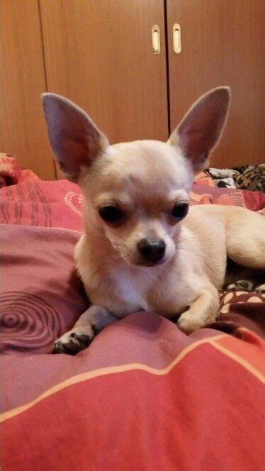 civava | Puppies funny, Chihuahua, Dogs and puppies