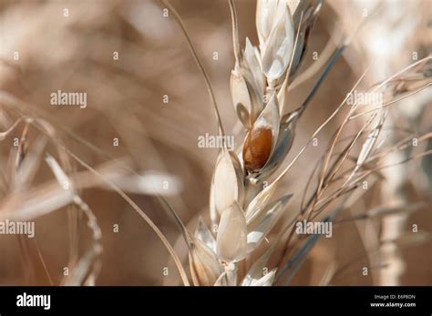 wheat kernel  res stock photography  images alamy