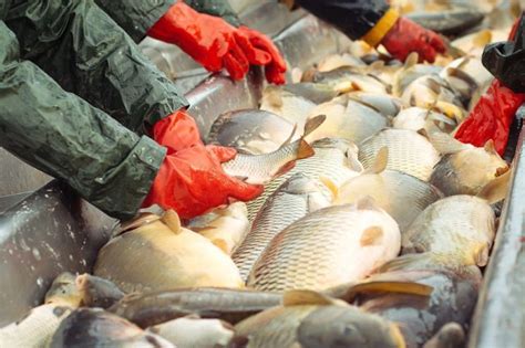post harvest handling  fish  marketing agricprofitscom