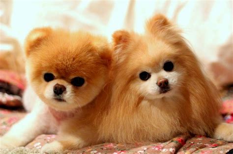 Cachorros Fofos De Raça - Focinho Cheiroso: As 7 raças de cachorros mais fofos do mundo